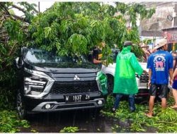 Hujan Deras Disertai Angin Kencang, Tiga Mobil Tertimpa Pohon di Sidoarjo